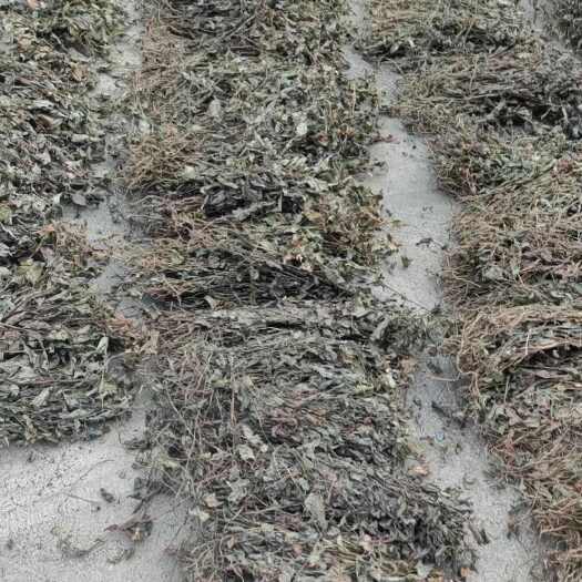 關于貴州省第七批擬停止推廣主要農作物品種的公示解讀